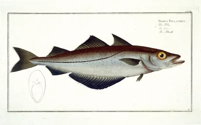 Pollack (Pollachius pollachius) plate LXVIII from 